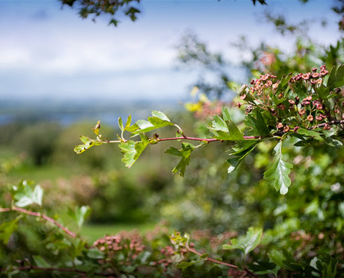 dsc_0137e